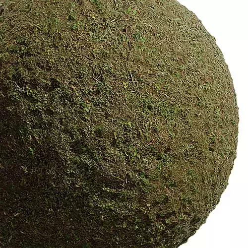 Grass Seamless Texture 2K - EXR 5 - JPG 5 Texture
