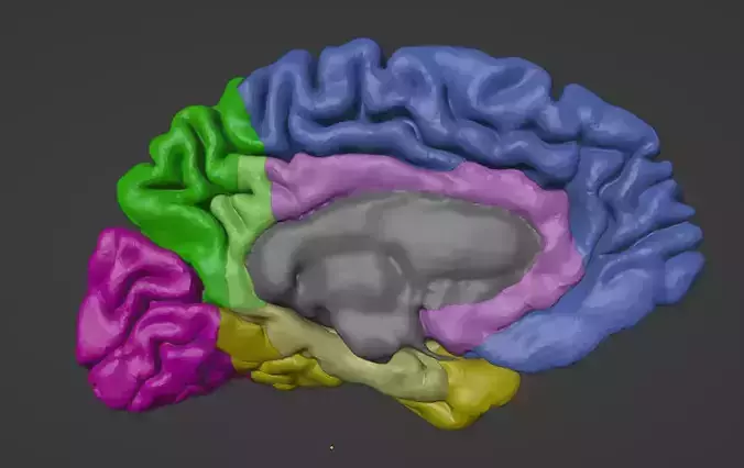 3D Right Brain Hemisphere Model
