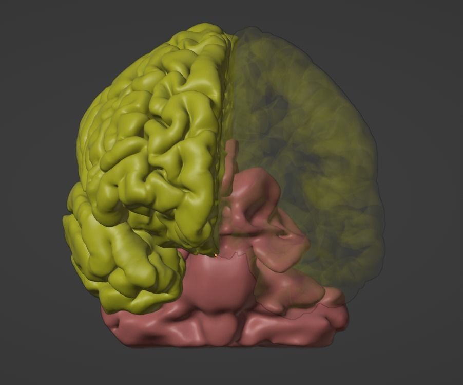 3D Model of Brain 3D model_2