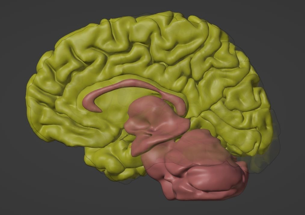 3D Model of Brain 3D model | CGTrader