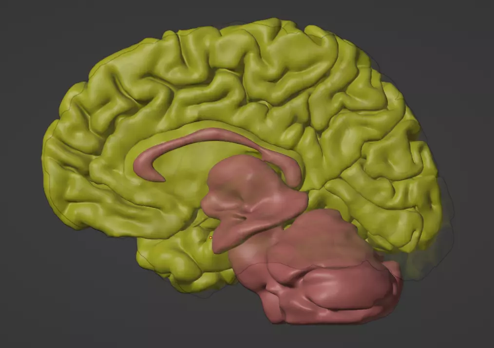 3D Model of Brain 3D model_0