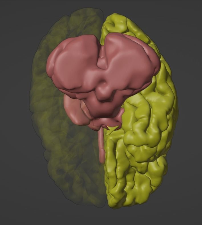 3D Model of Brain 3D model_5