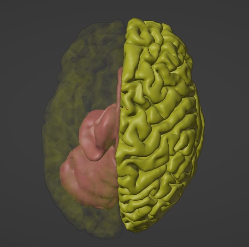 3D Model of Brain 3D model_4