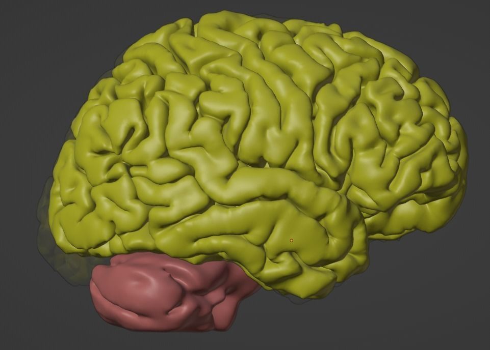 3D Model of Brain 3D model_1