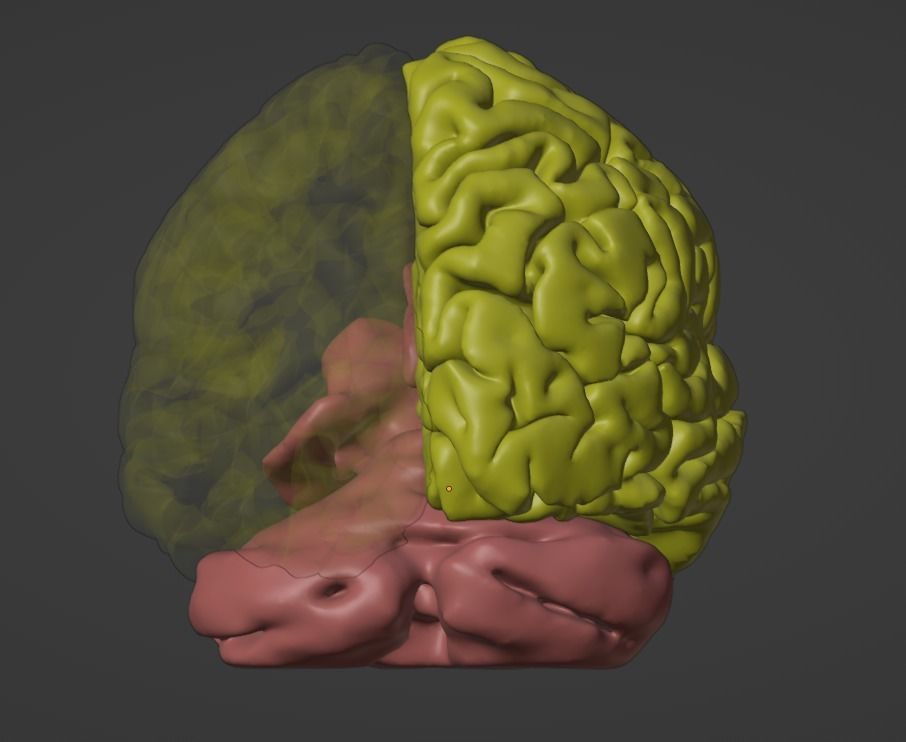 3D Model of Brain 3D model_3