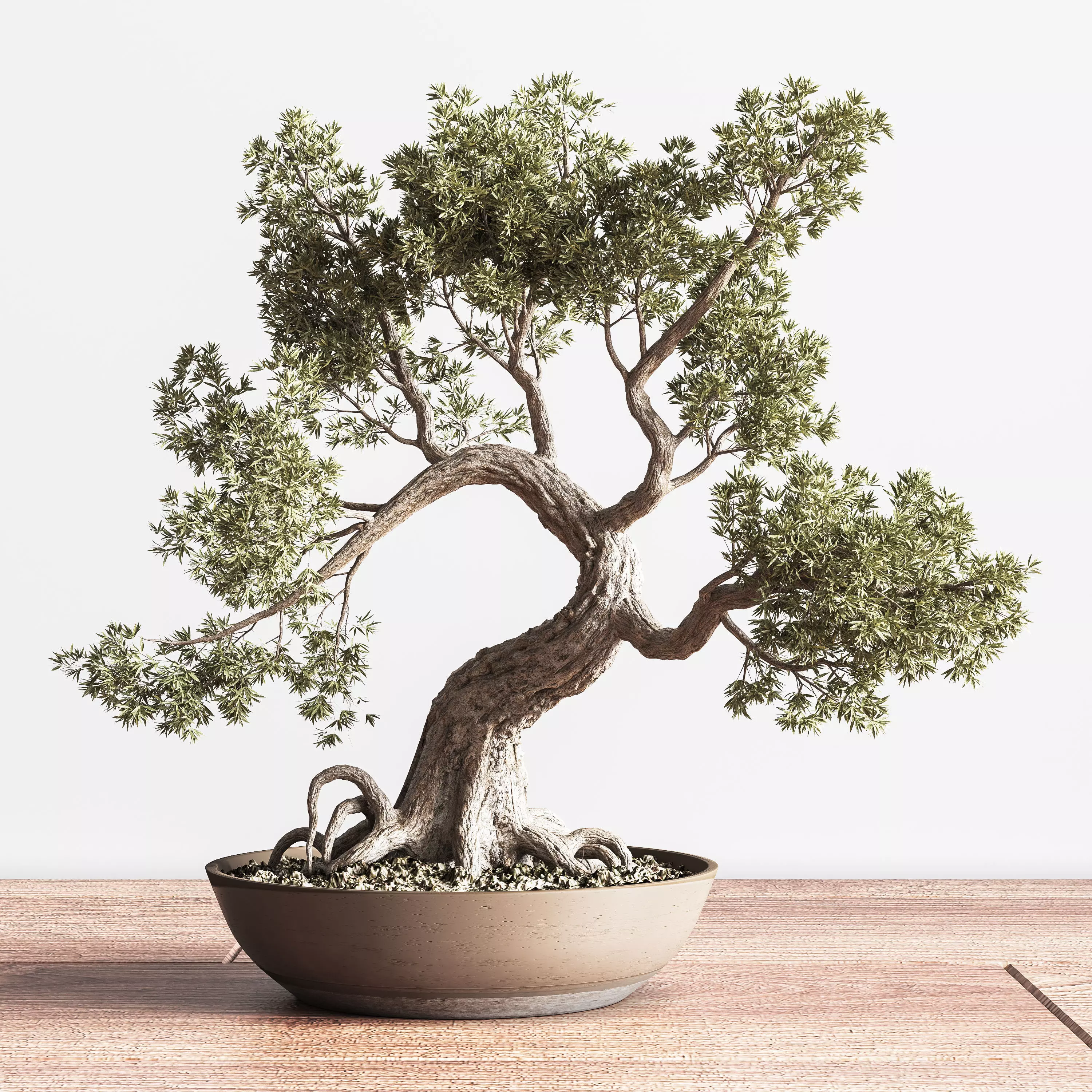 IndoorSetPlant056Bonsai01 3D model