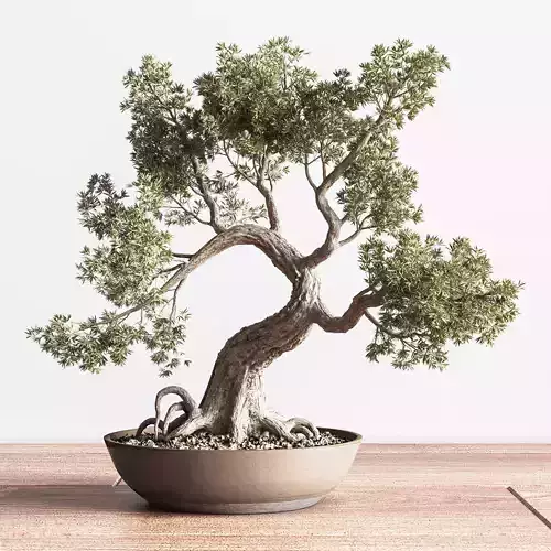  IndoorSetPlant056Bonsai01