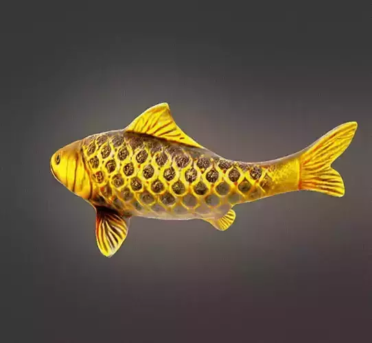 Golden koi fish