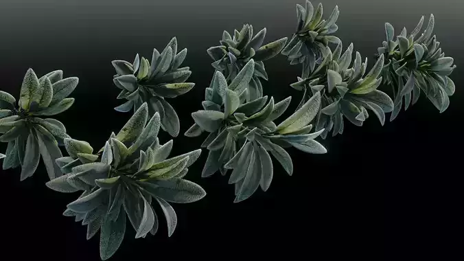 Lambs Ear - High Fidelity