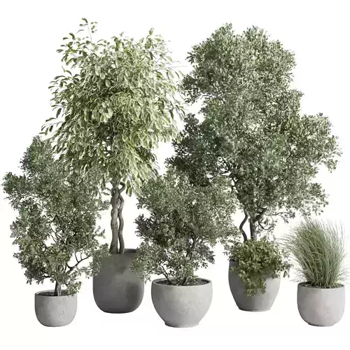 Tree and plant in a concrete vase - indoor plant 464 