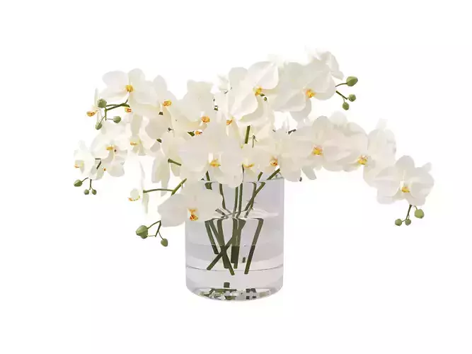 White Orchid in Glass Vase 3D model