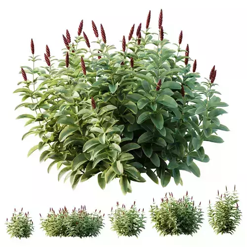 HQ Plants Costus Speciosus Bulbs Crape Malay Ginger 3D model