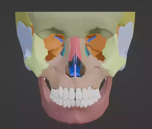 3D Model of Skull and Skull Bones 3D model