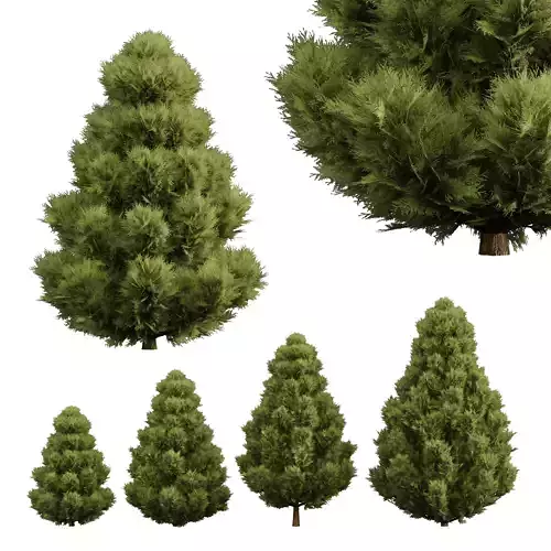 Italian Cypres Bush01