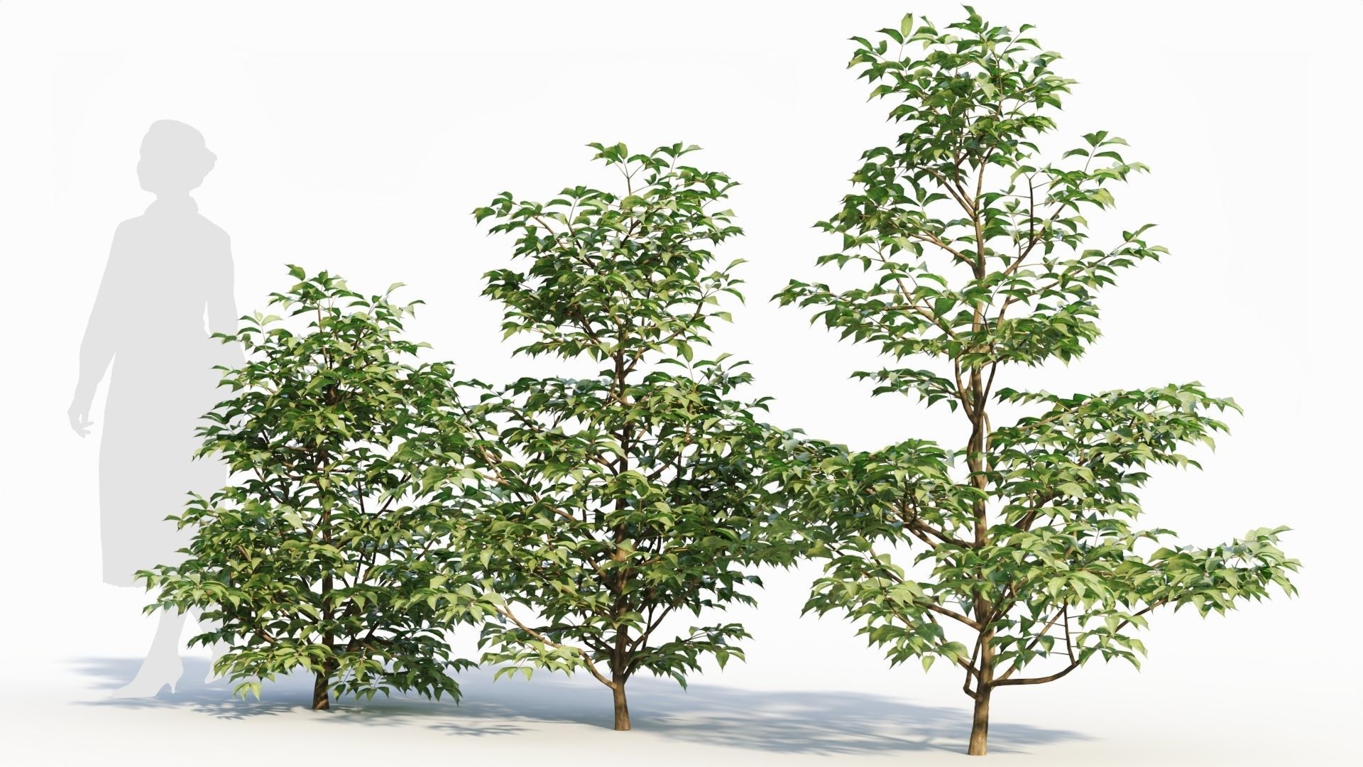 Sambucus nigra a 3D model_1