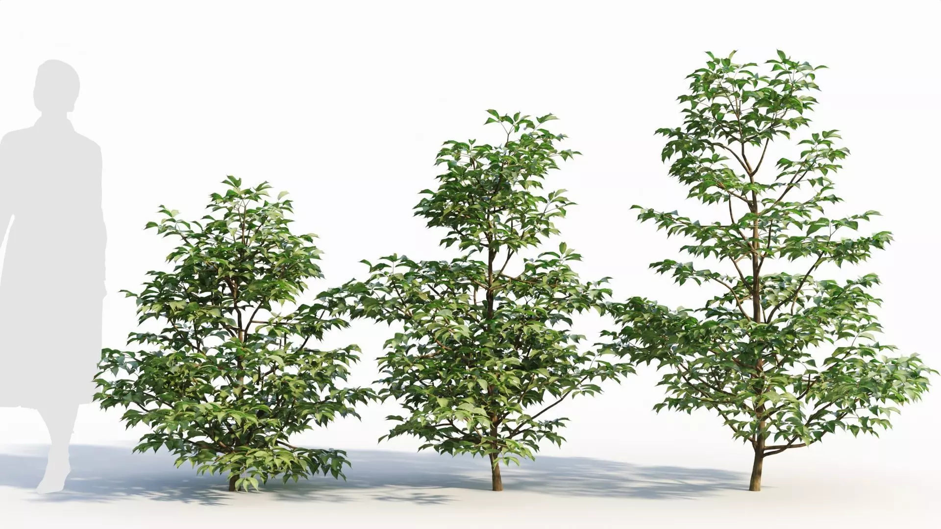 Sambucus nigra a 3D model_0
