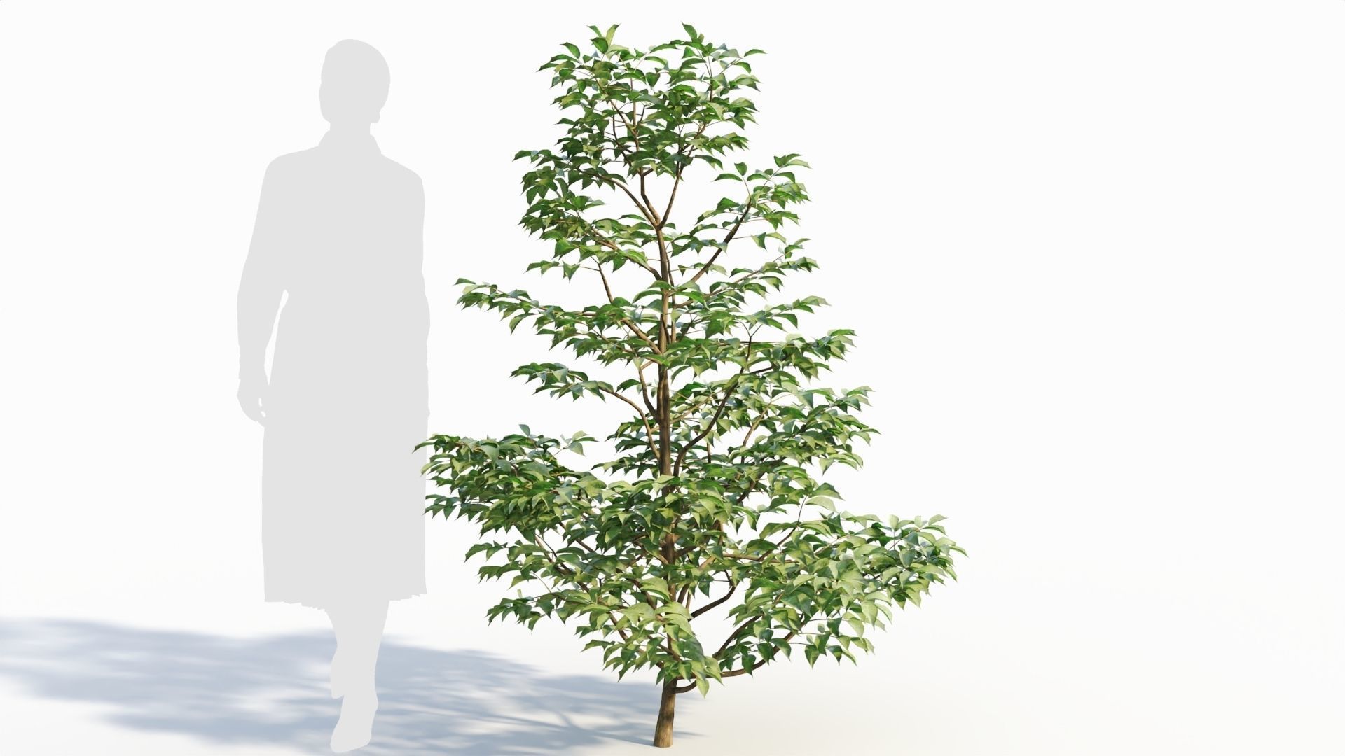 Sambucus nigra a 3D model_7