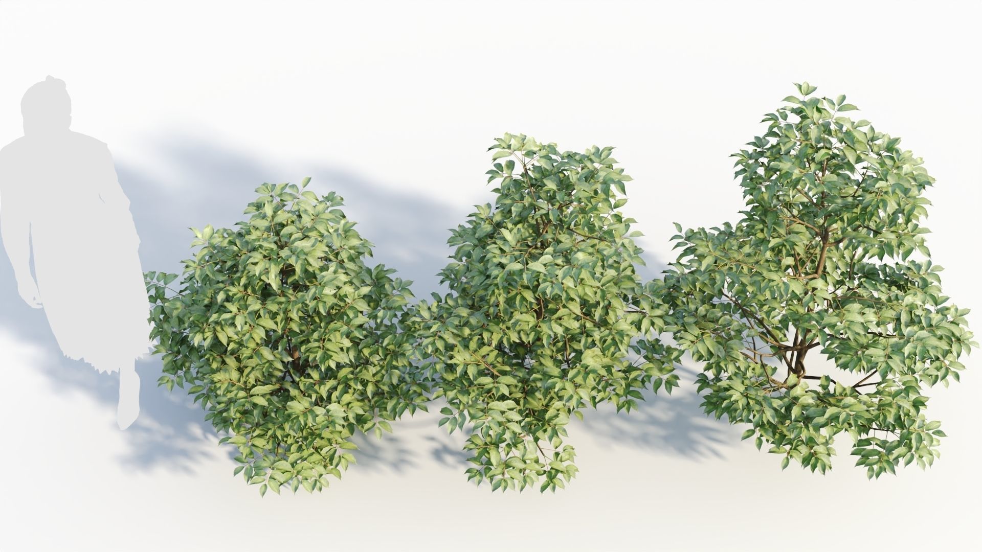 Sambucus nigra a 3D model_2