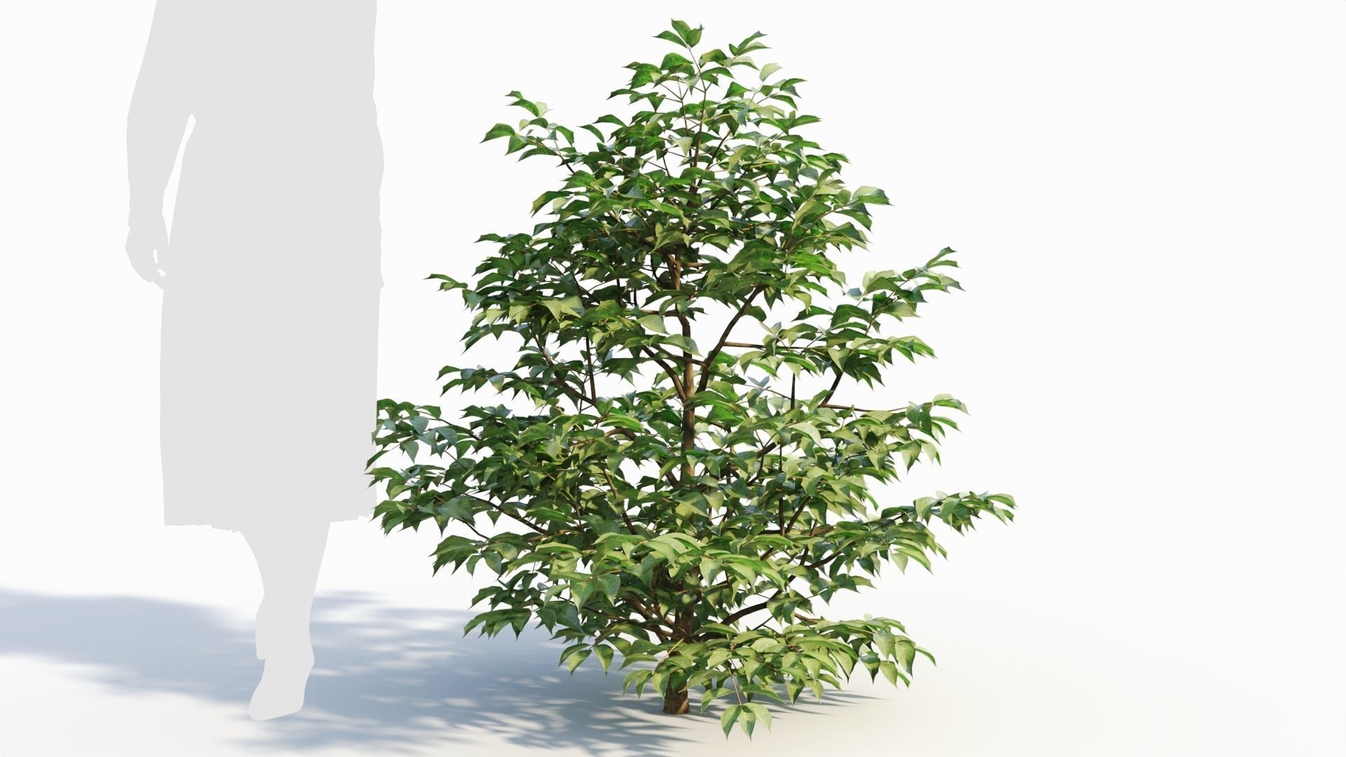 Sambucus nigra a 3D model_5