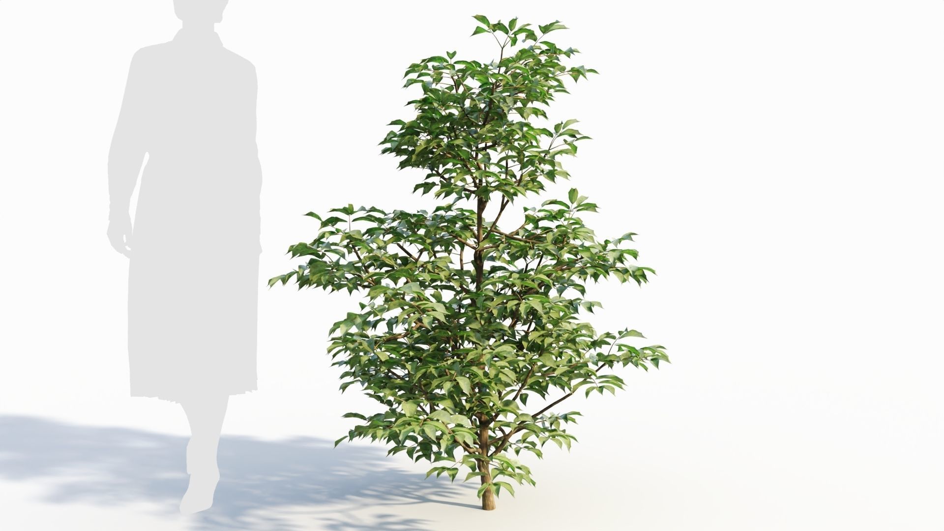 Sambucus nigra a 3D model_6