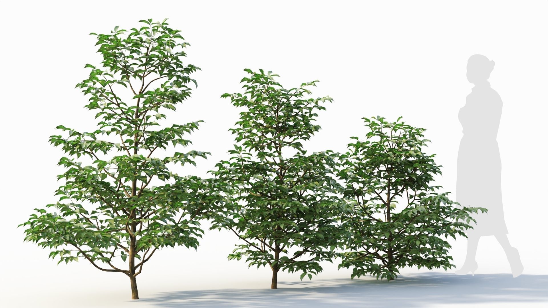 Sambucus nigra a 3D model_4