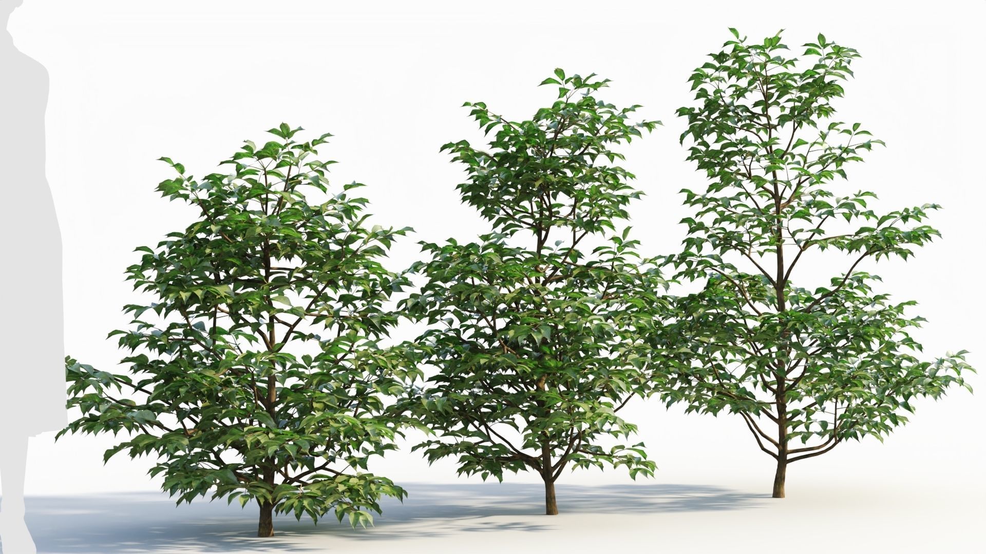 Sambucus nigra a 3D model_3