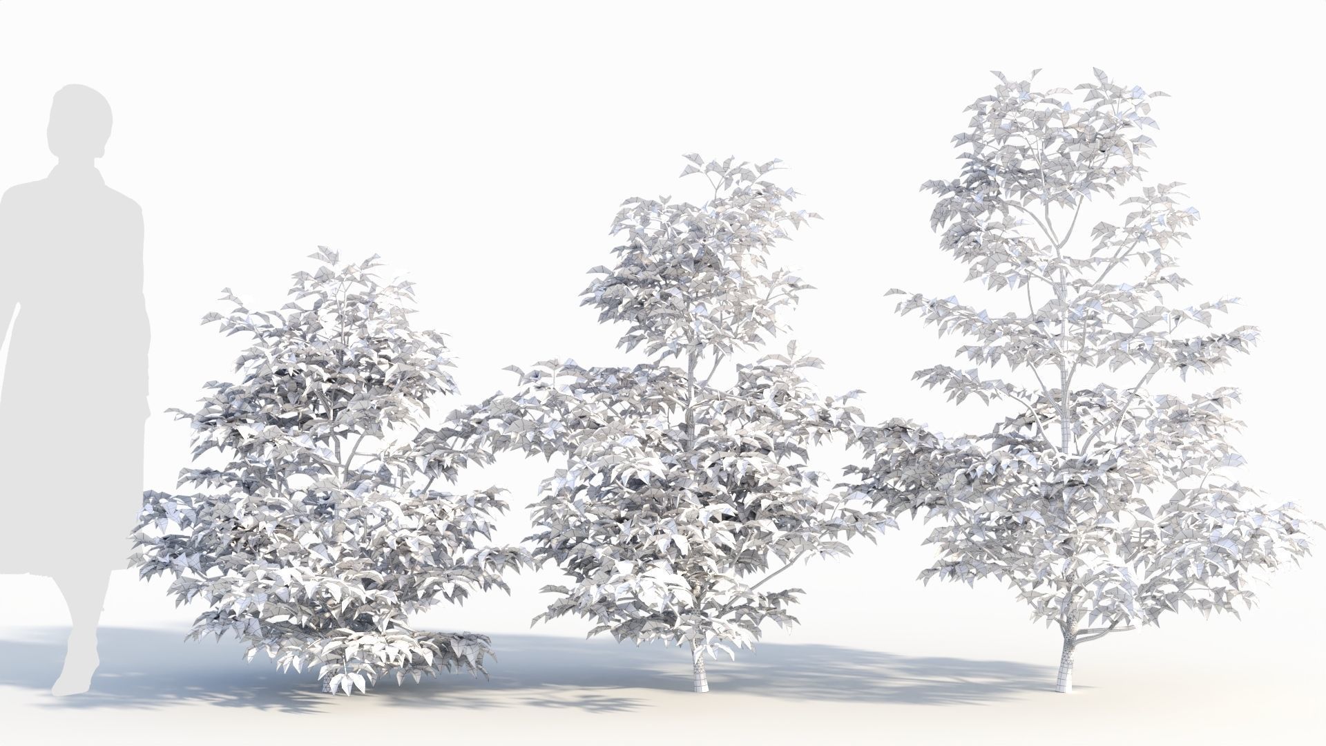 Sambucus nigra a 3D model_8