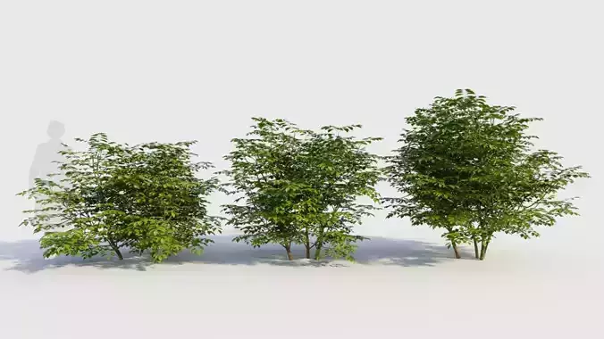 Sambucus nigra b 3D model