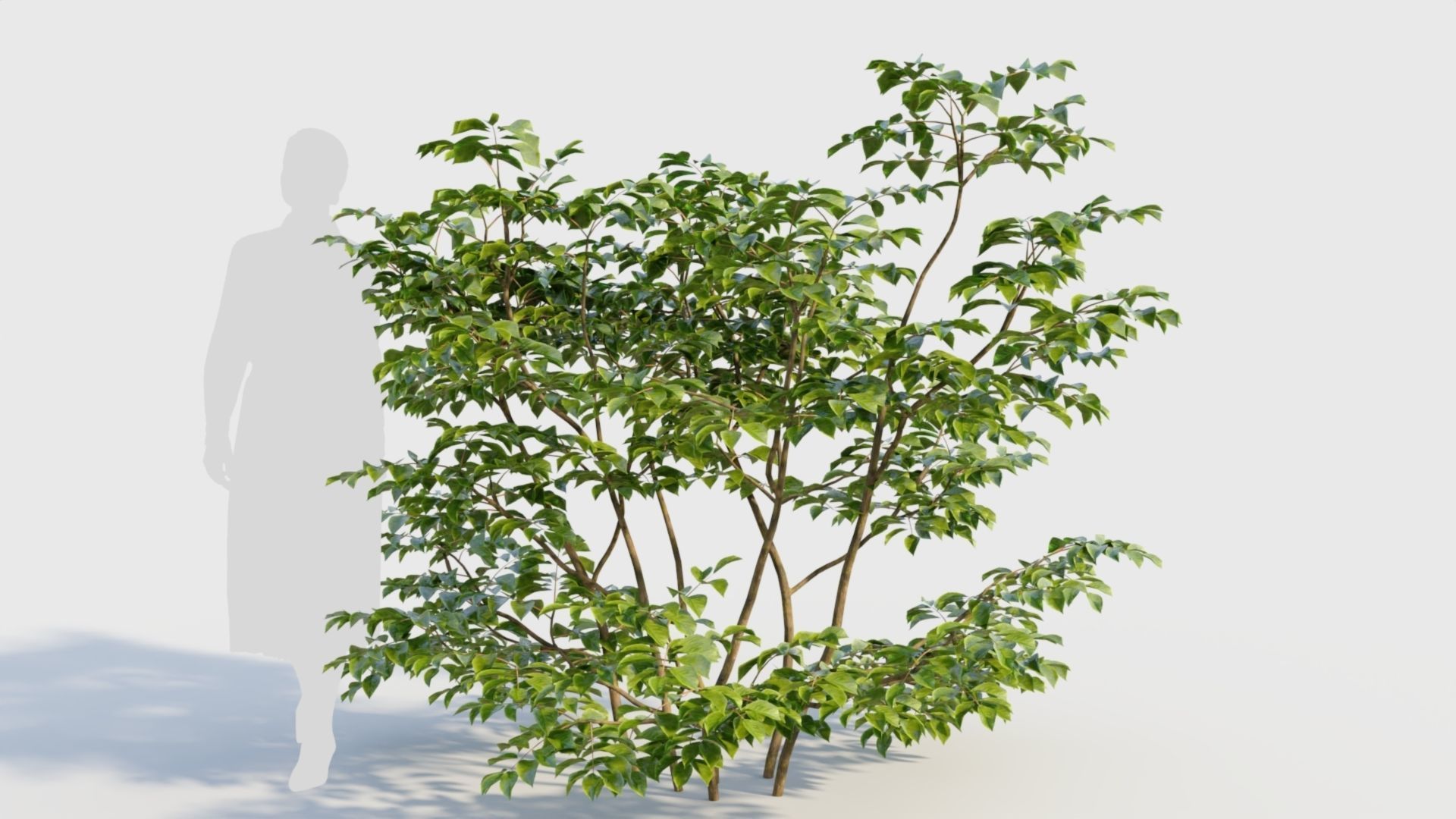 Sambucus nigra c 3D model_5