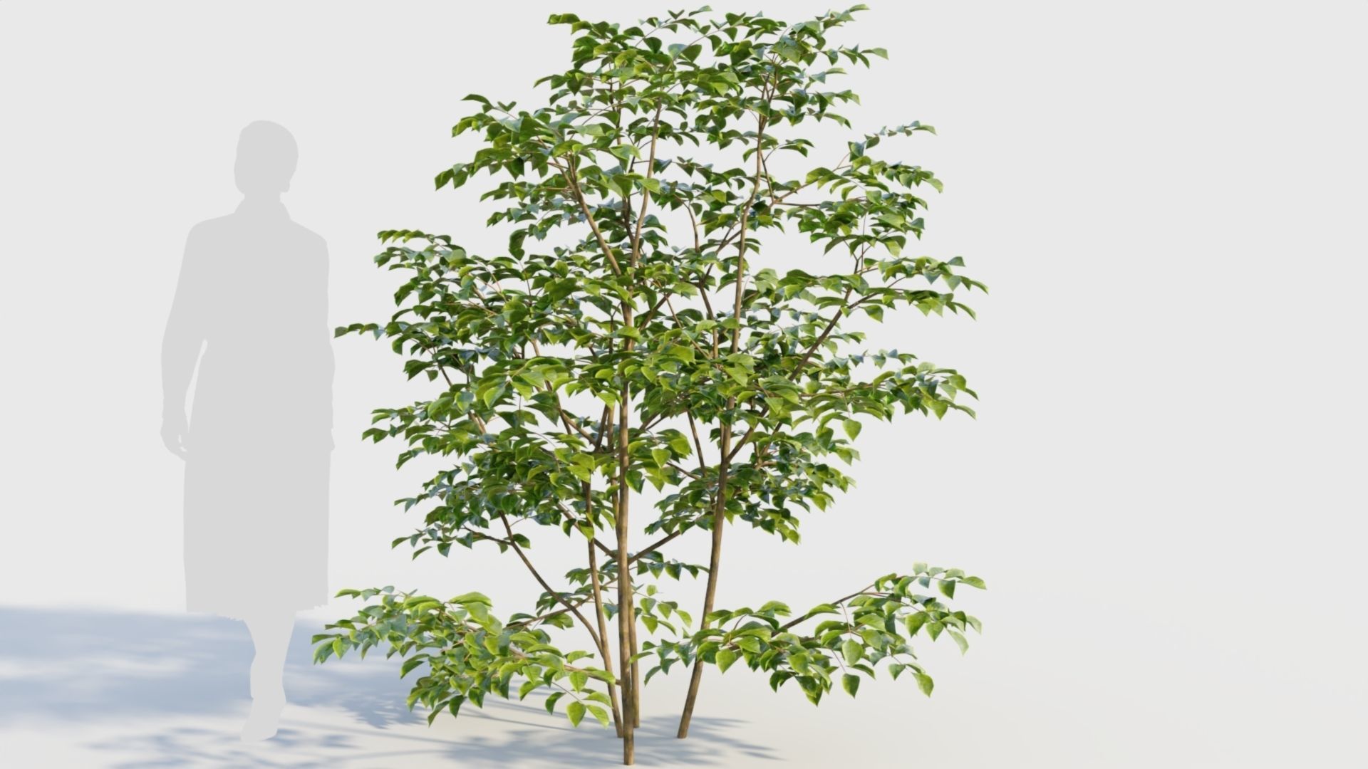 Sambucus nigra c 3D model_7