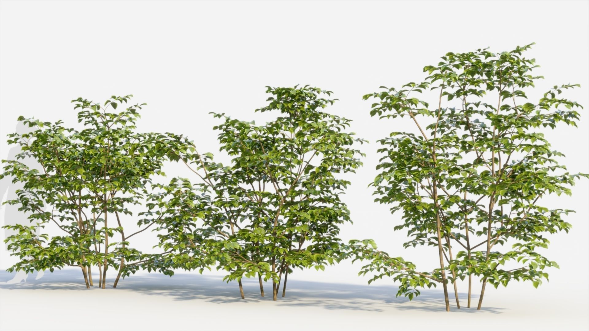 Sambucus nigra c 3D model_1