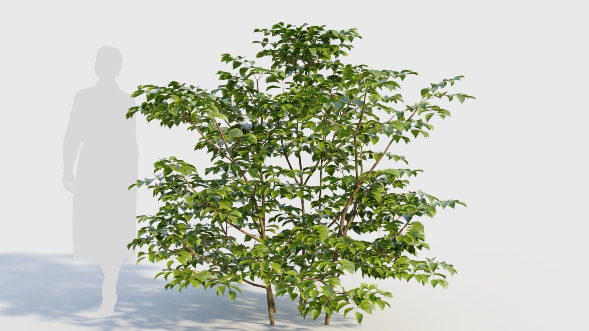 Sambucus nigra c 3D model_6