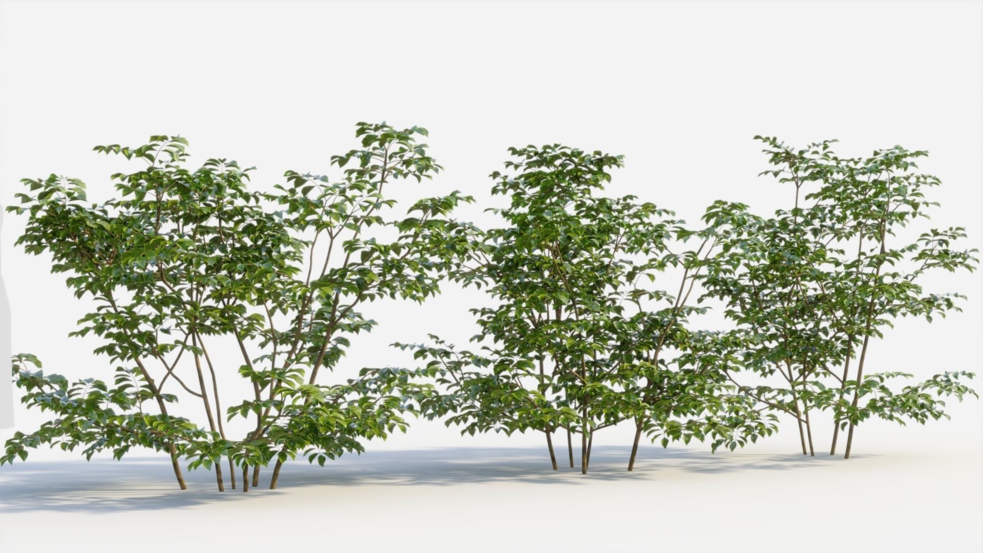 Sambucus nigra c 3D model_3