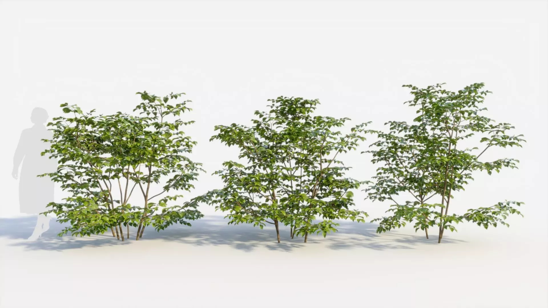 Sambucus nigra c 3D model_0