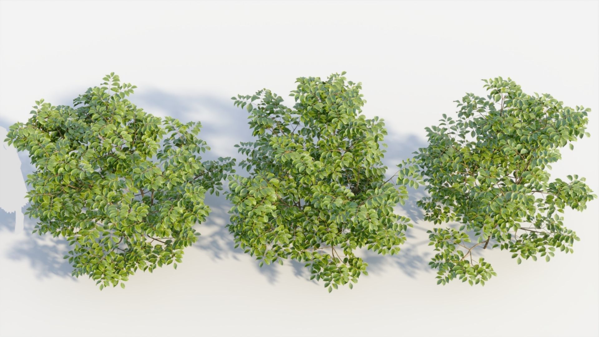 Sambucus nigra c 3D model_2