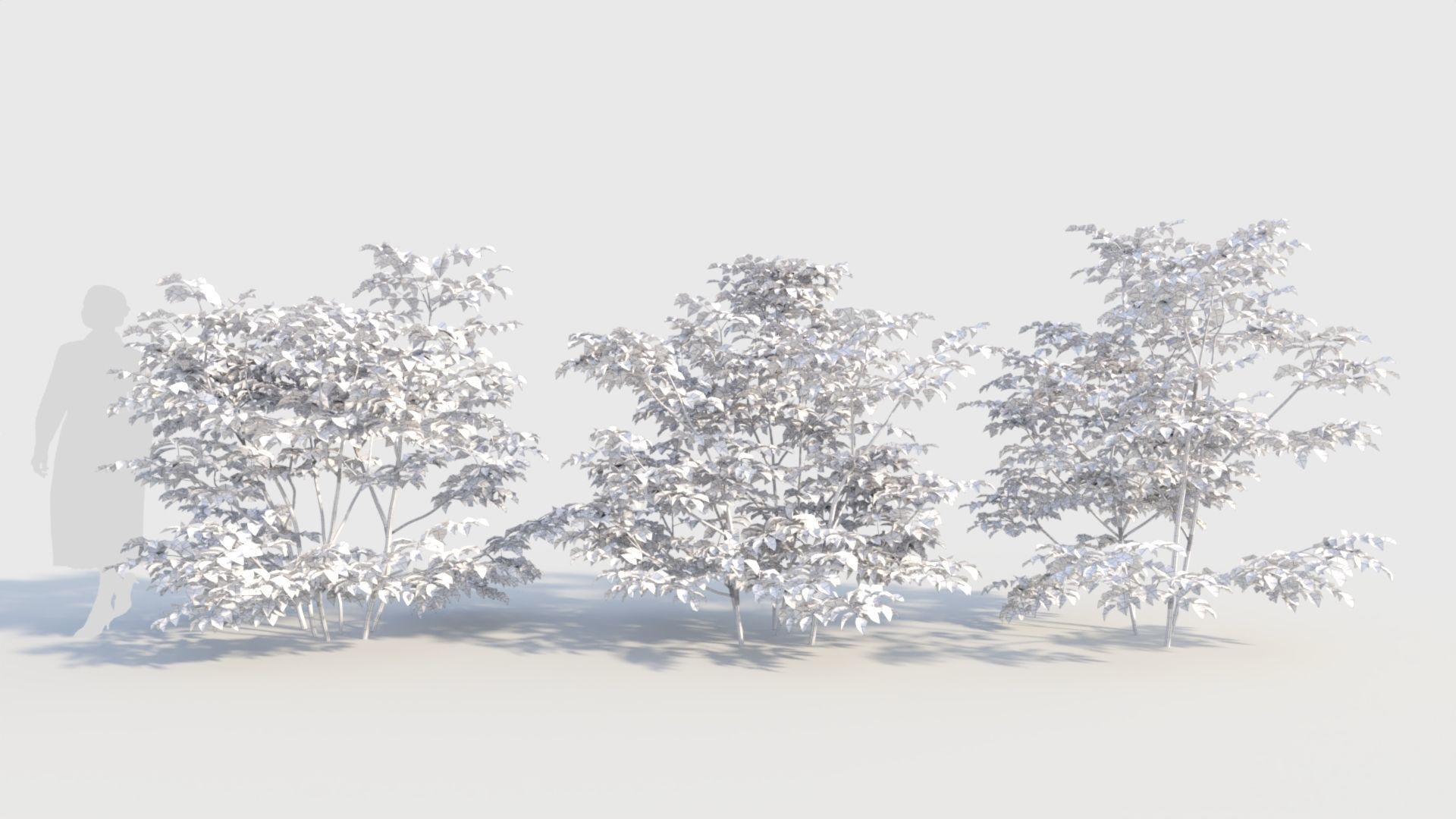 Sambucus nigra c 3D model_8