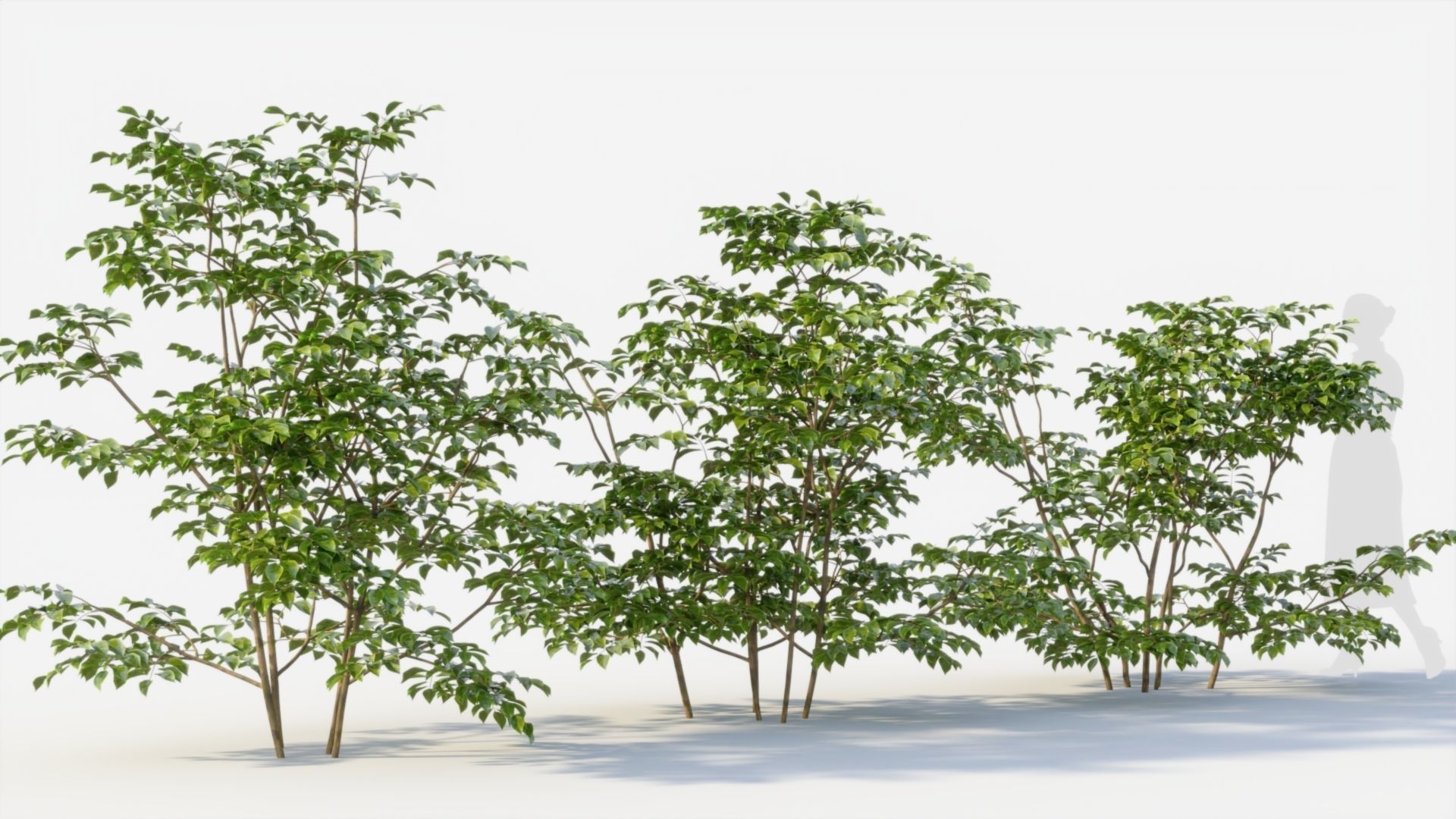 Sambucus nigra c 3D model_4