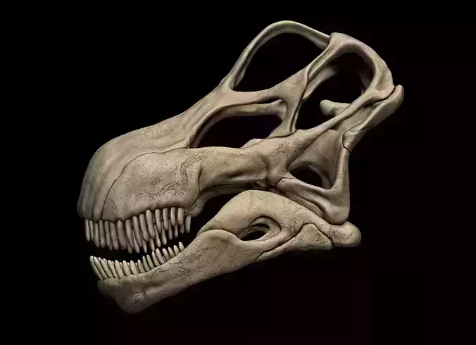 Argentinosaurus Skull 3D print model