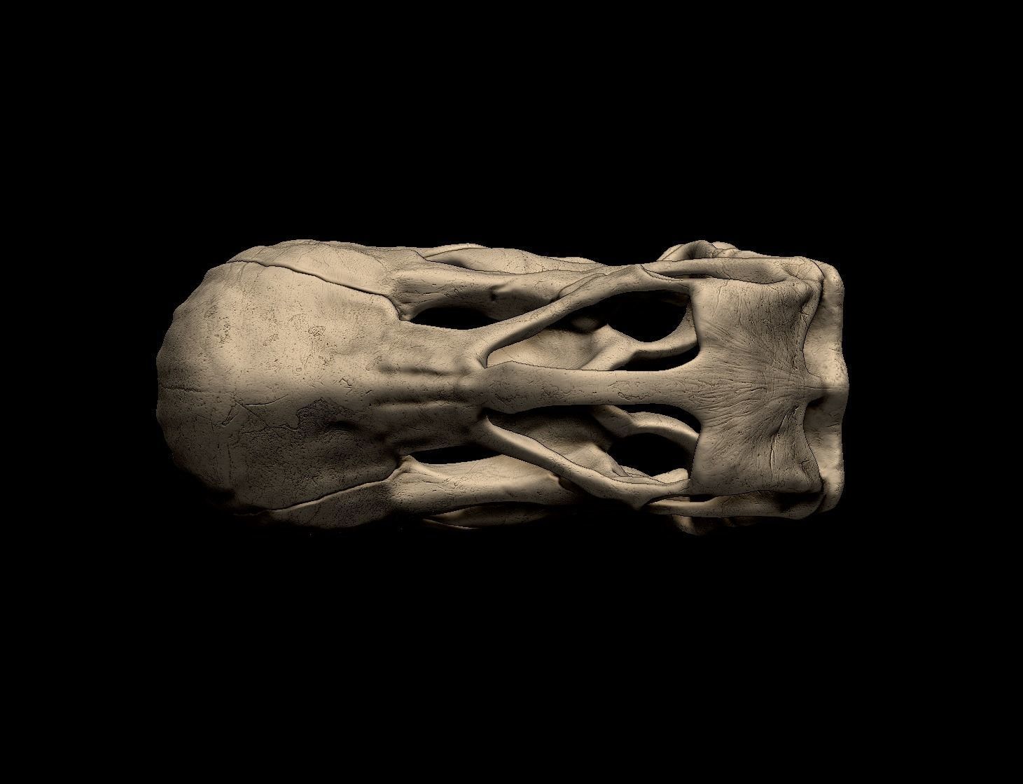 Argentinosaurus Skull 3D print model_3