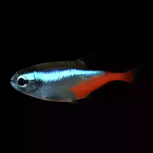 Neon Fish Low-poly 3D model