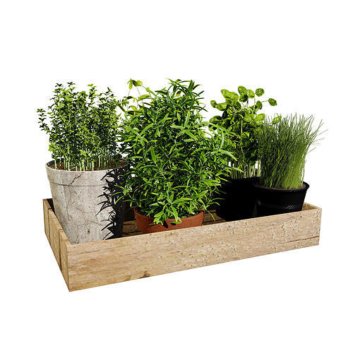 Wooden Planter with Herb Plants with free tutorial Low-poly 3D model