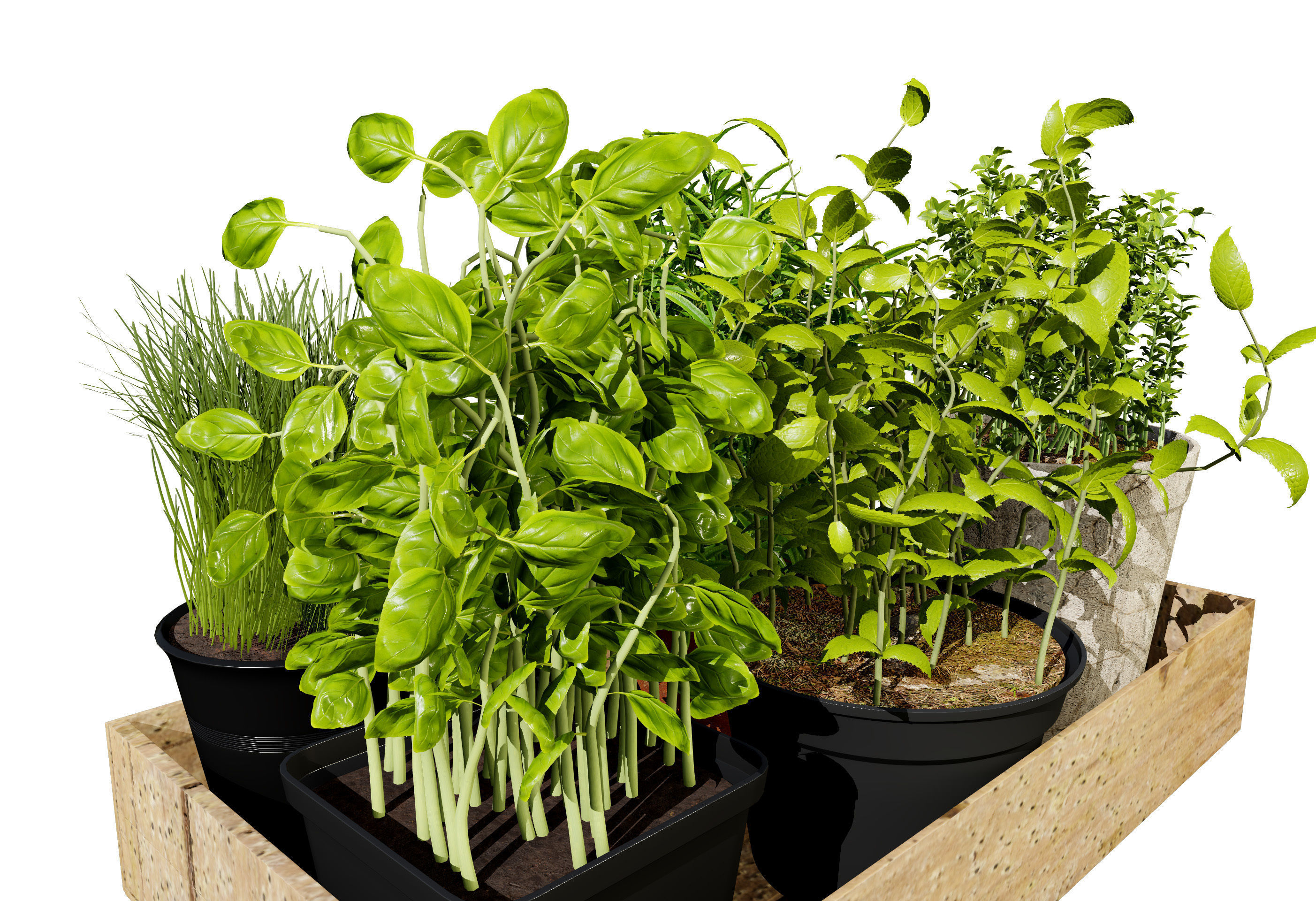 Wooden Planter with Herb Plants with free tutorial Low-poly 3D model_6