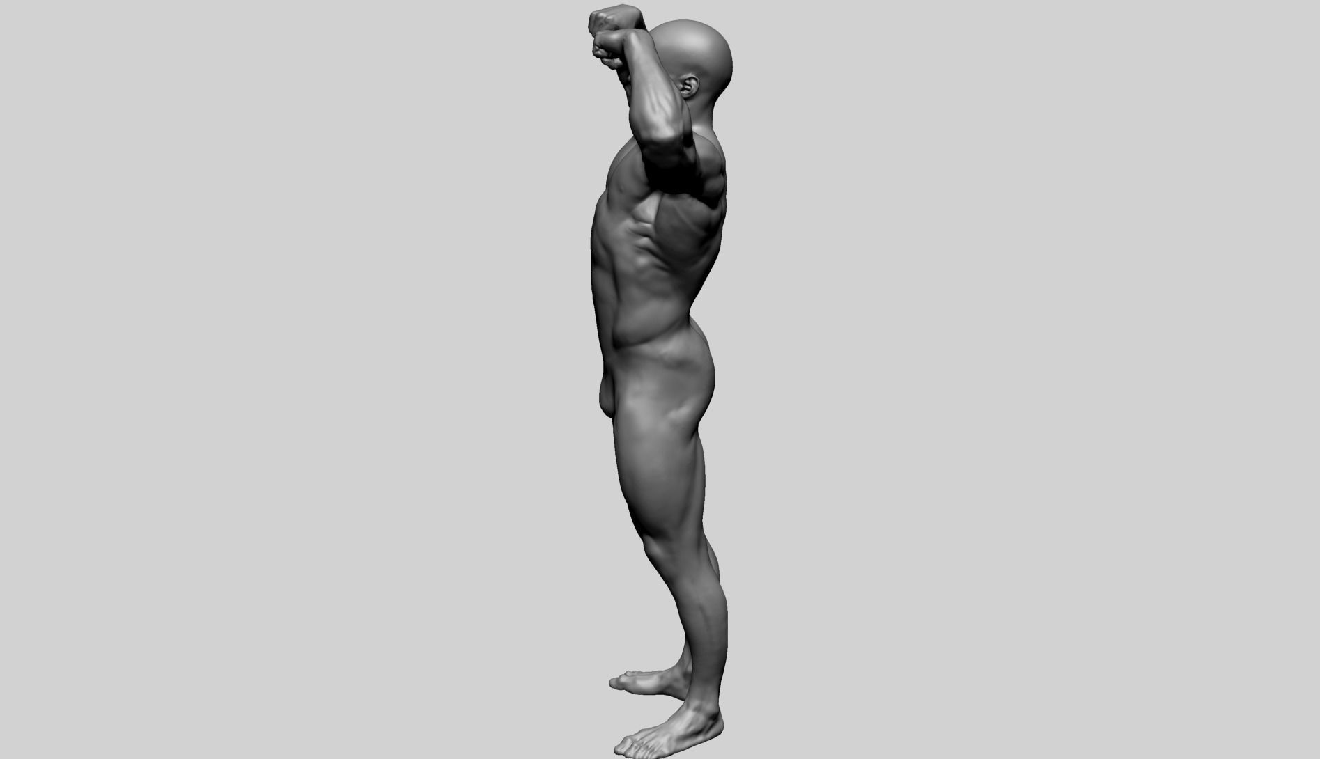 Male Anatomy F 3D model_4