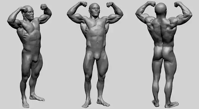 Male Anatomy F 3D model