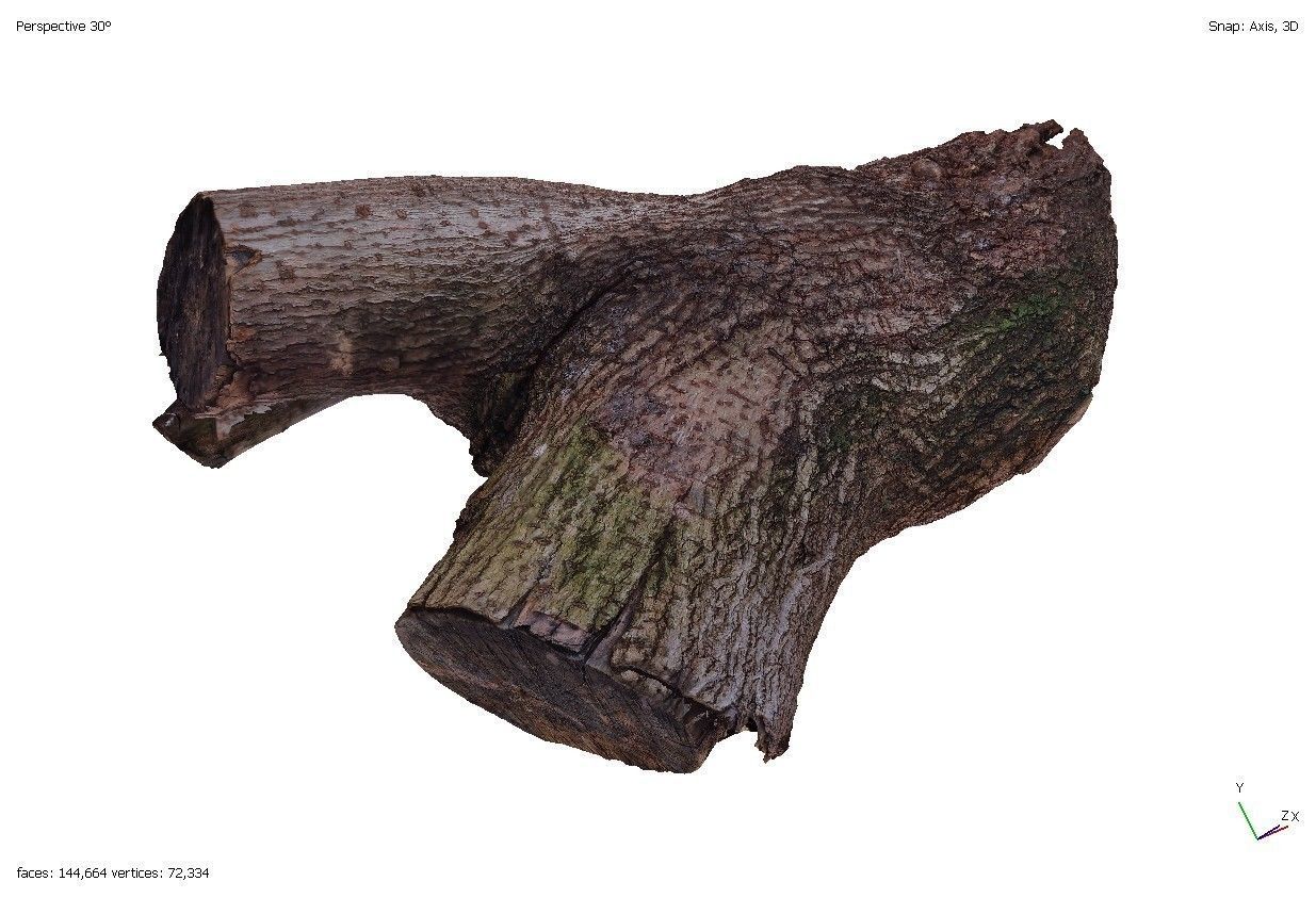 Four old rotten wooden stumps 3D model_15