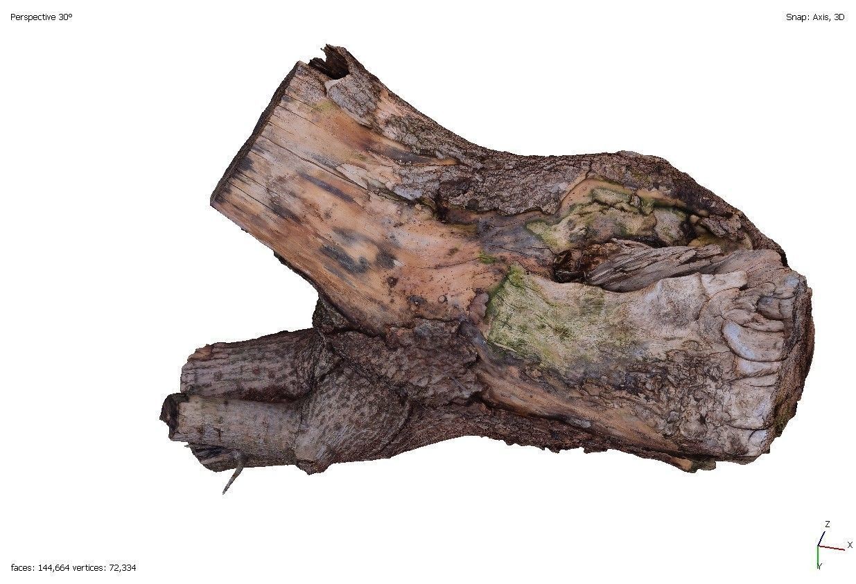 Four old rotten wooden stumps 3D model_1