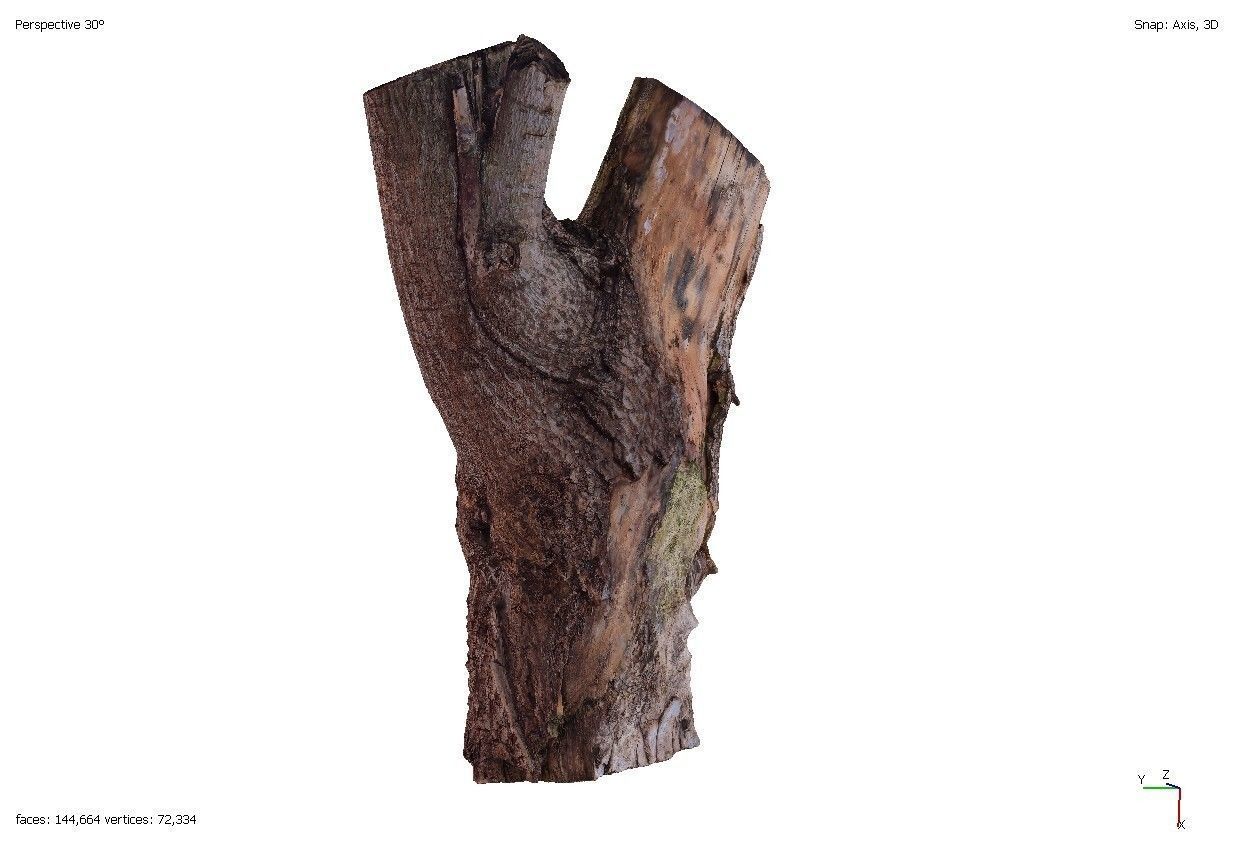Four old rotten wooden stumps 3D model_2