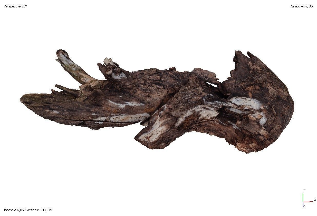 Four old rotten wooden stumps 3D model_11