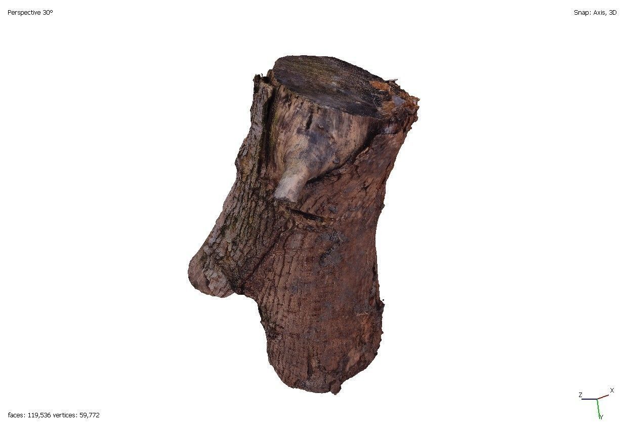 Four old rotten wooden stumps 3D model_5