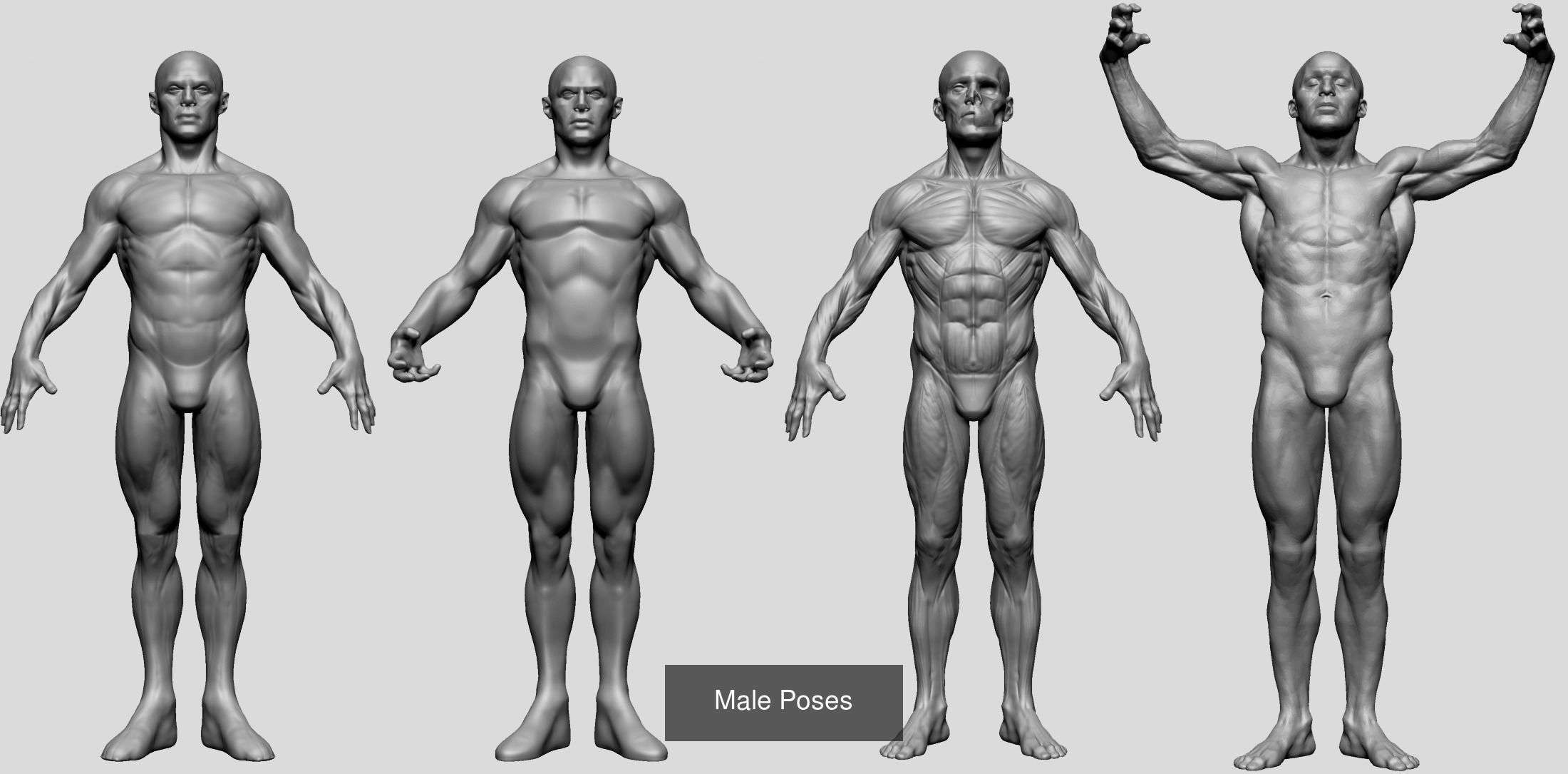 Male Anatomy Models D 3D Model Collection_11